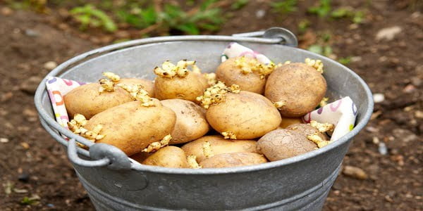 Potato seeds