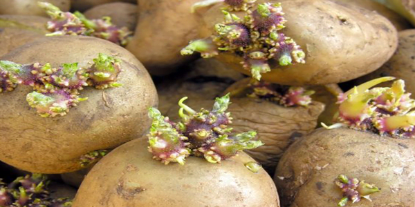 Potato seeds
