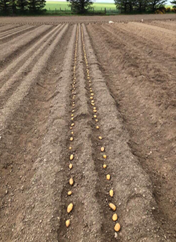 Dutch potato cultivation